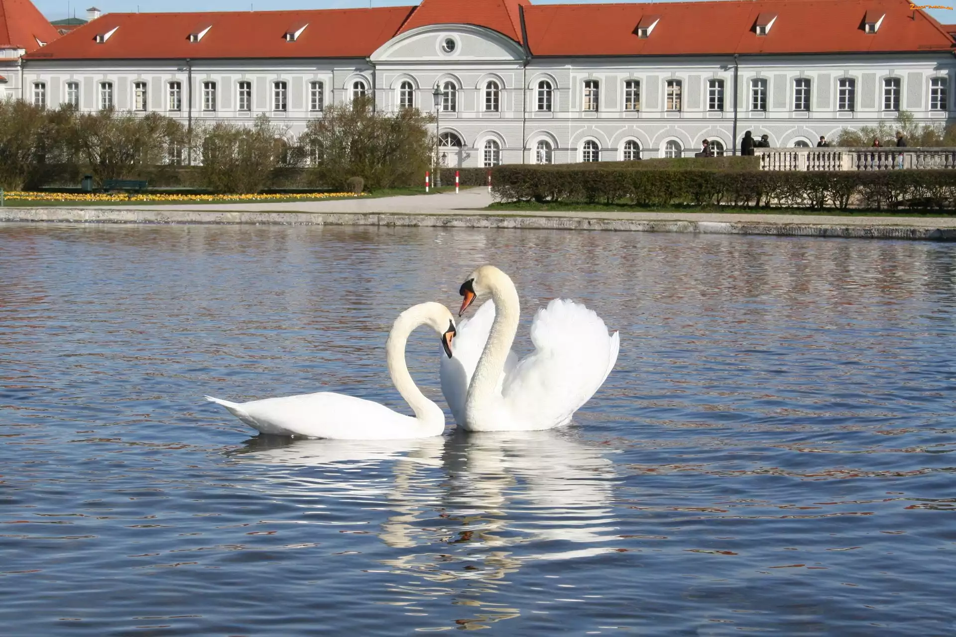 Łabędzi, Staw, Para