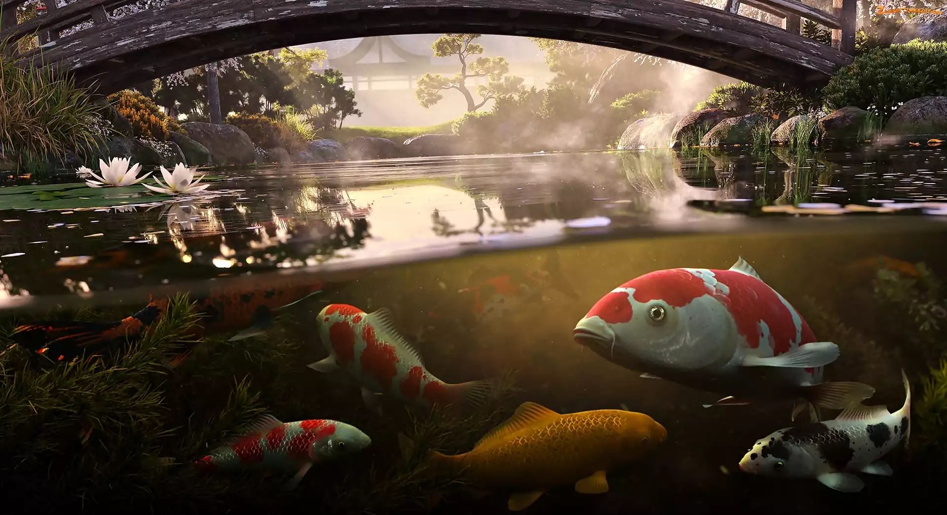 Staw, Park, Karp Koi, Most
