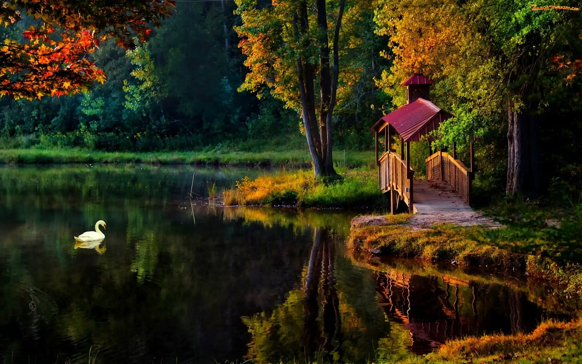 Staw, Jesień, Park, Łabędź