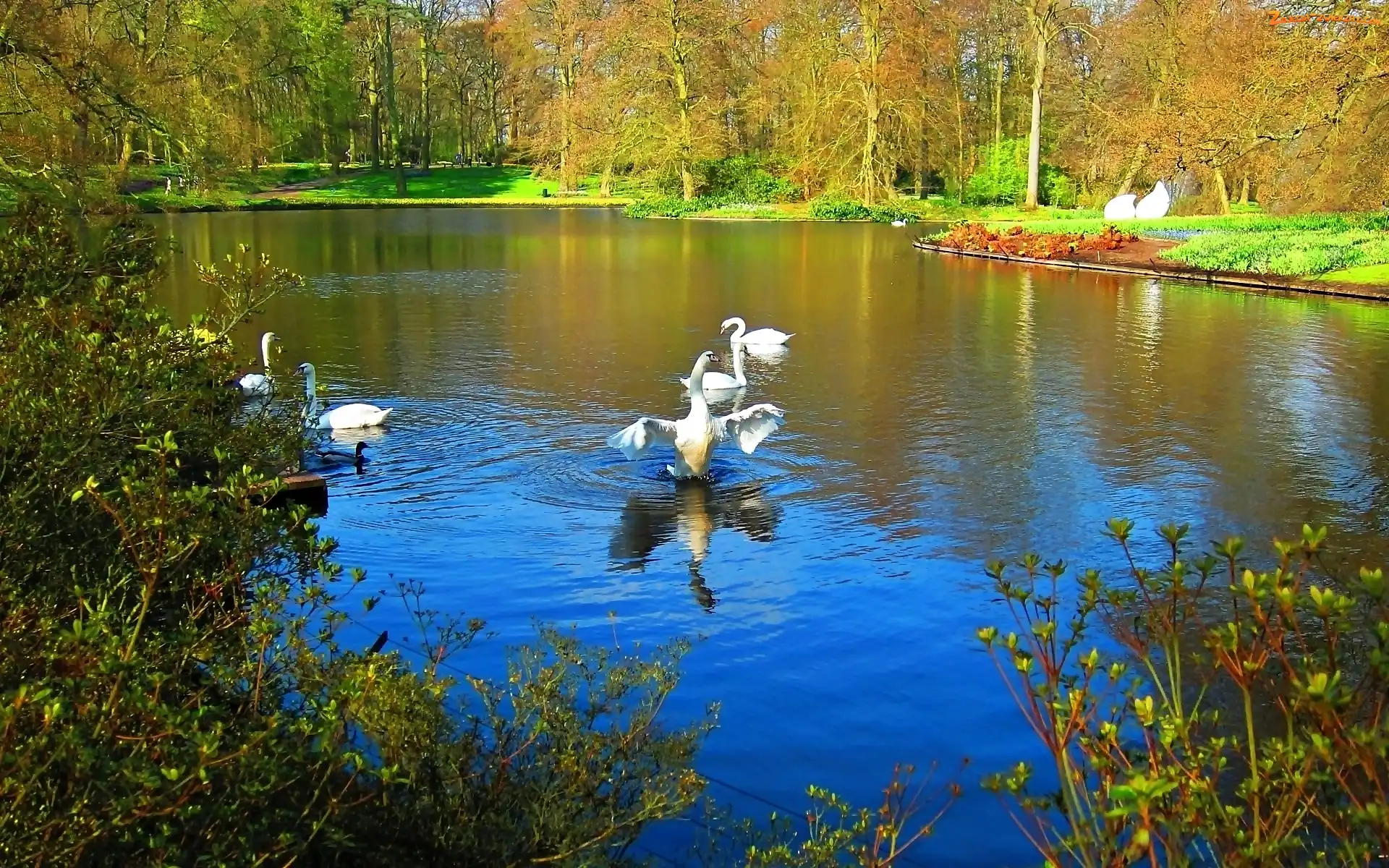 Staw, Jesień, Park, Łabędzie