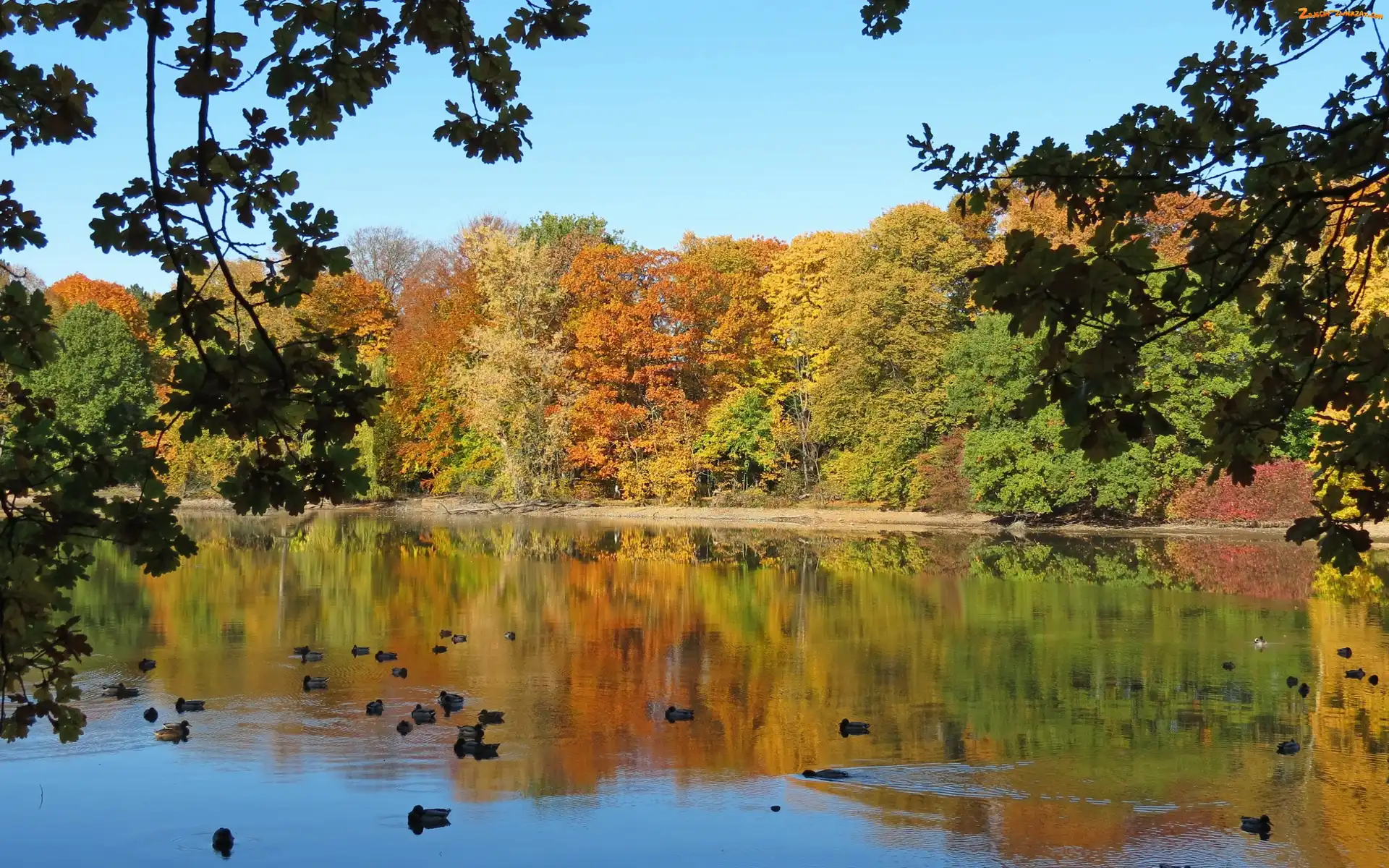 Staw, Jesień, Park, Kaczki