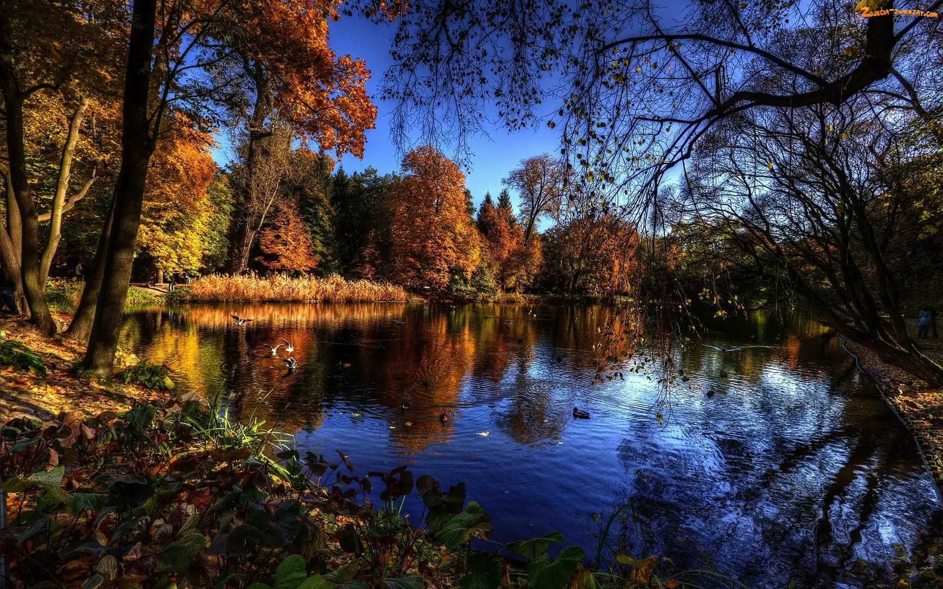 Staw, Jesień, Ptaki, Kaczki, Park, Drzewa