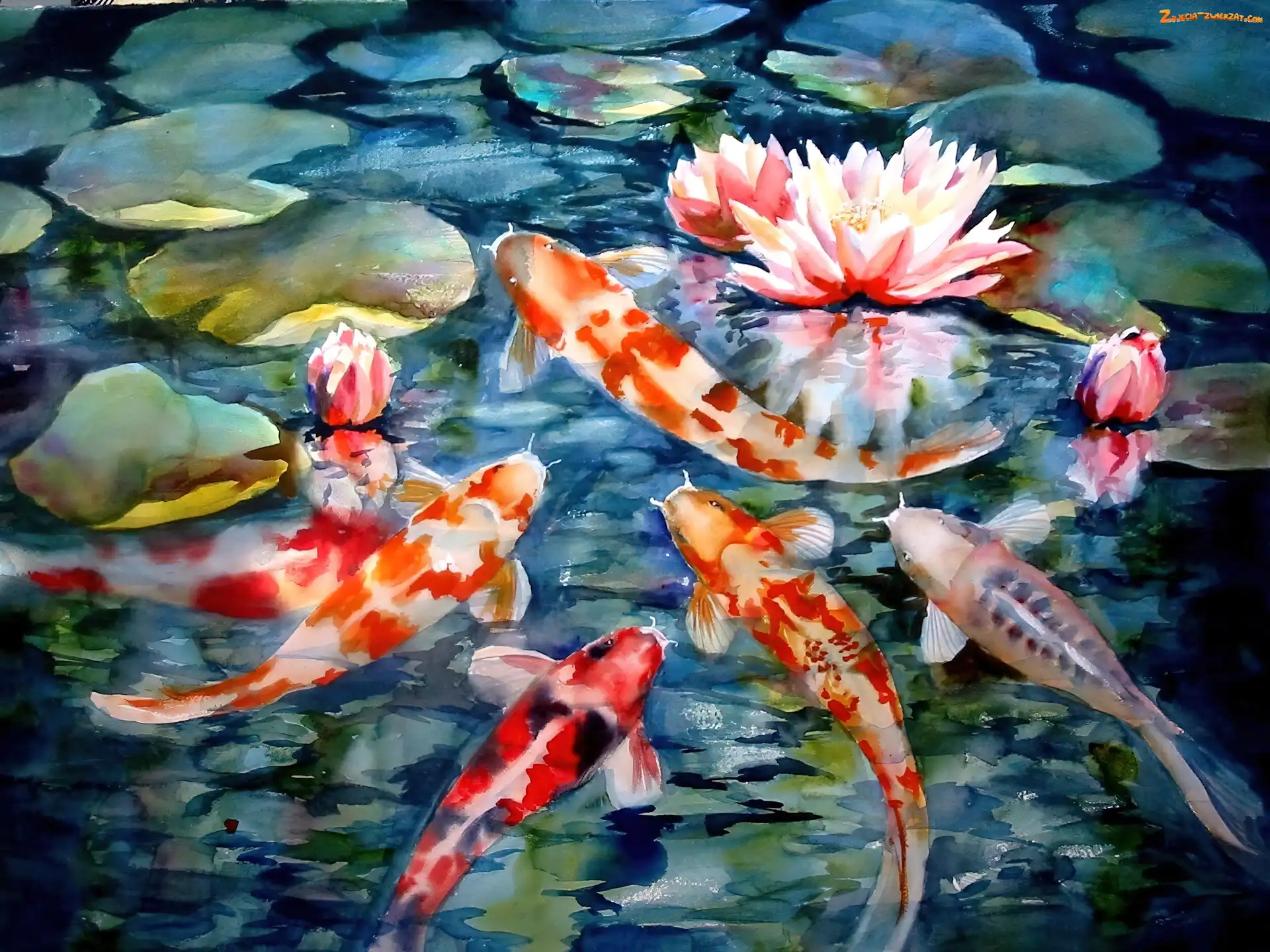 Lilie, Staw, Wodne, Ryby, Karp Koi