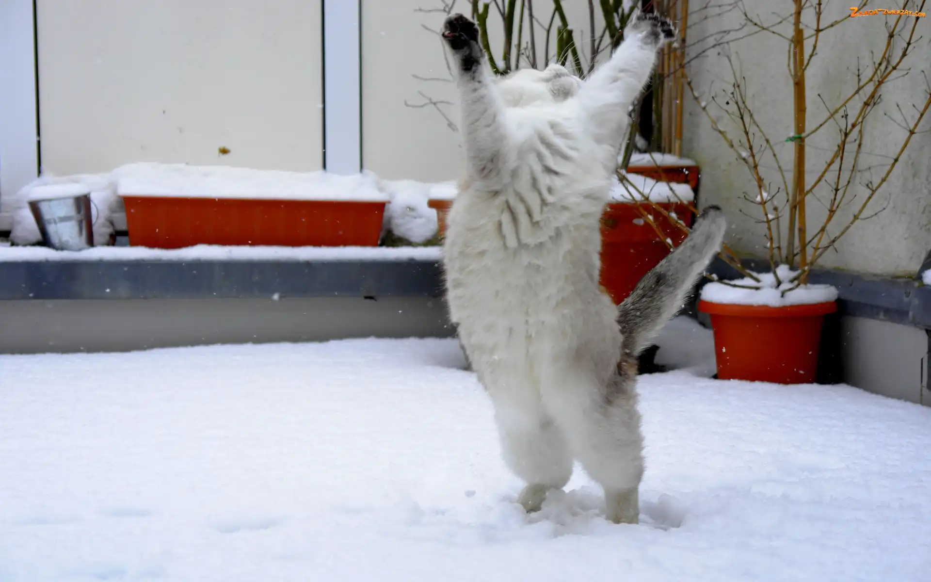 Śnieg, Stojący, Kot