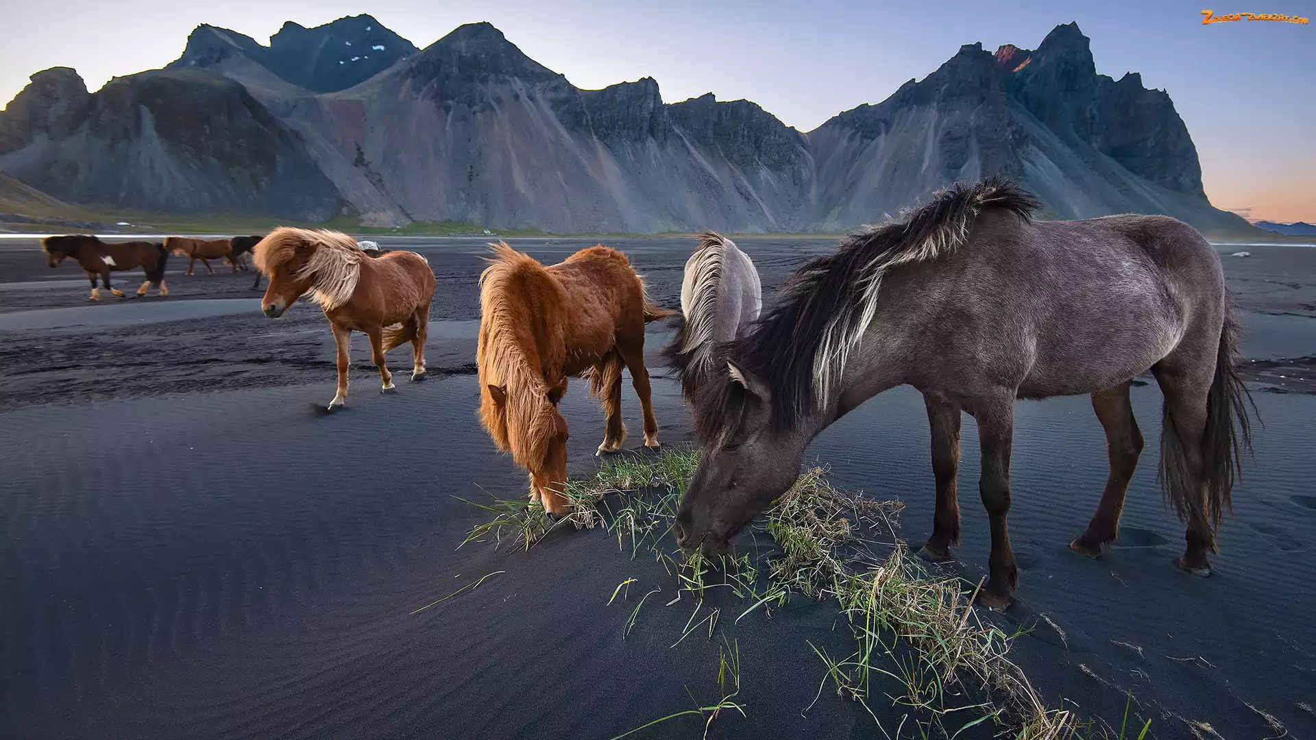 Piasek, Góry, Konie, Islandia, Ciemny, Góra Vestrahorn, Plaża Stokksnes