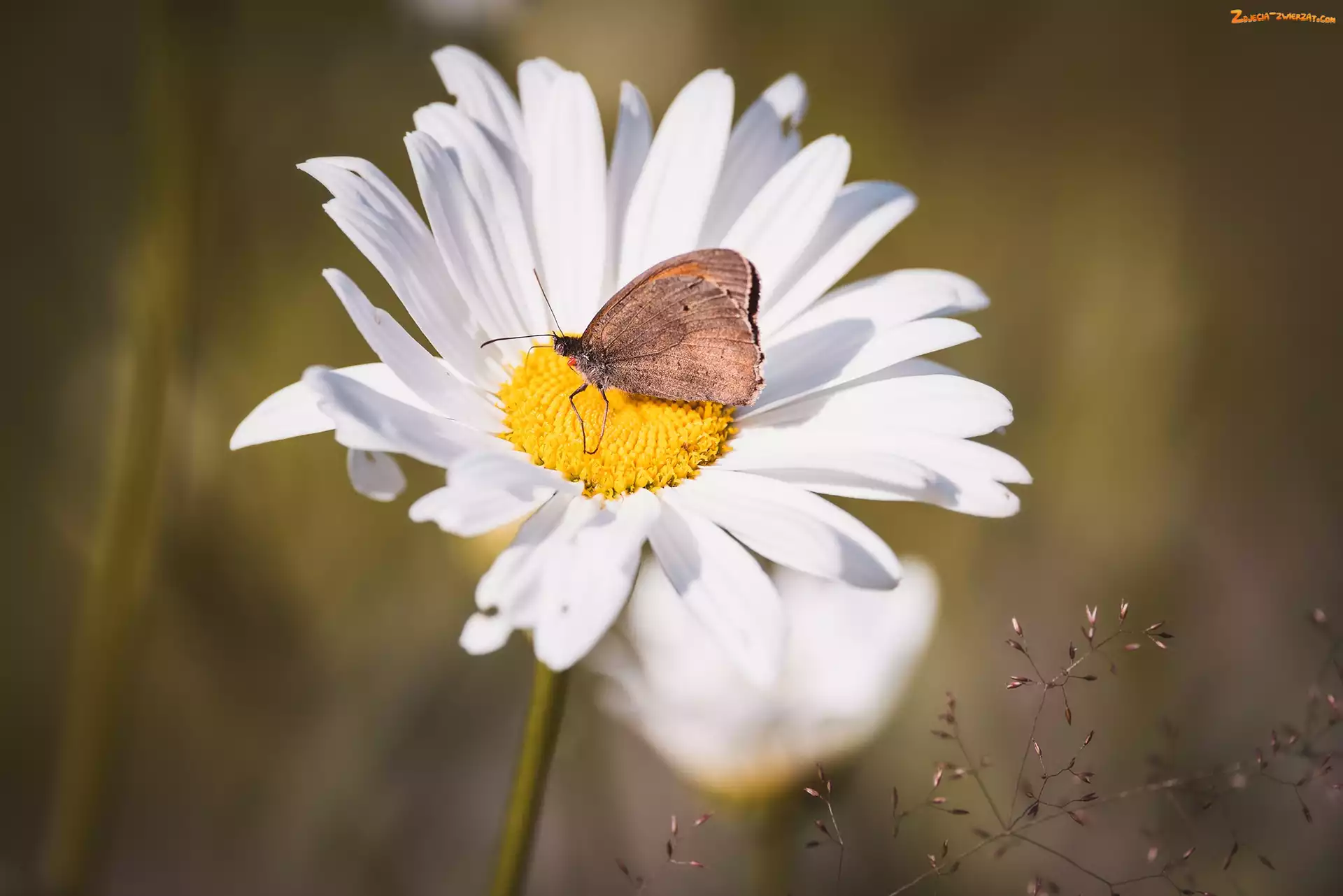 Stokrotka, Motyl