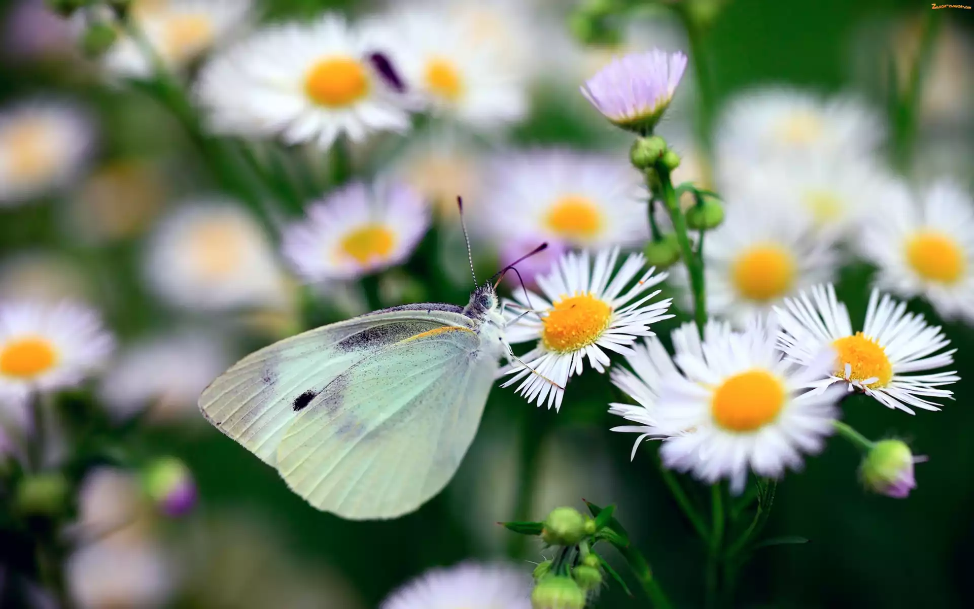 Białe, Bielinek, Przymiotno, Motyl