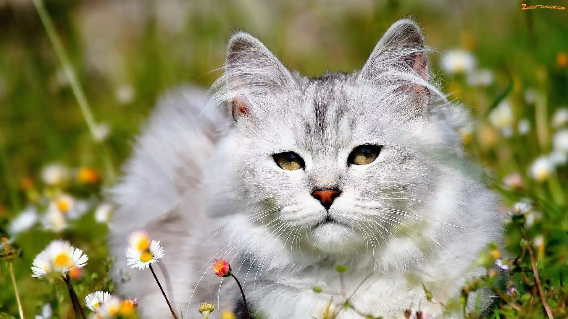 Stokrotki, Łąka, Kot Maine coon
