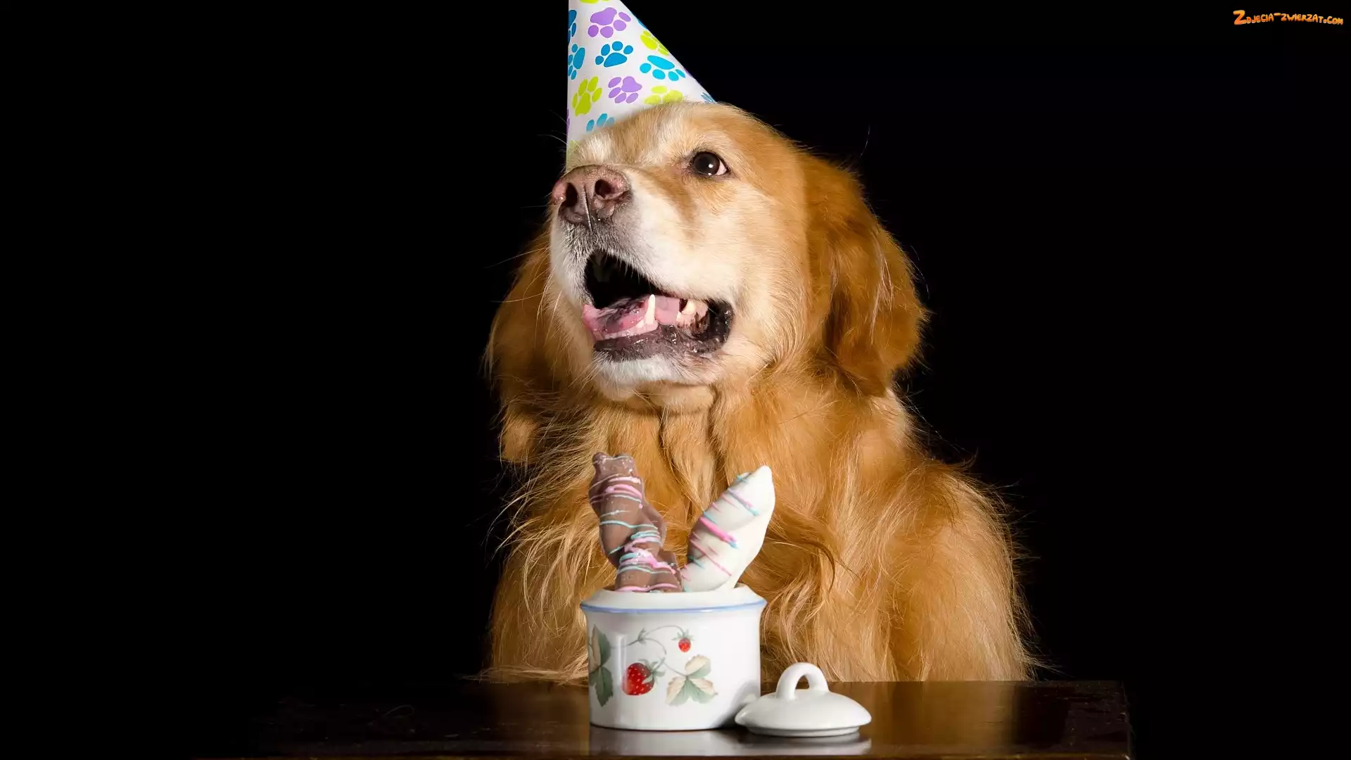 Stół, Słodkości, Golden retriever, Pies, Czapeczka