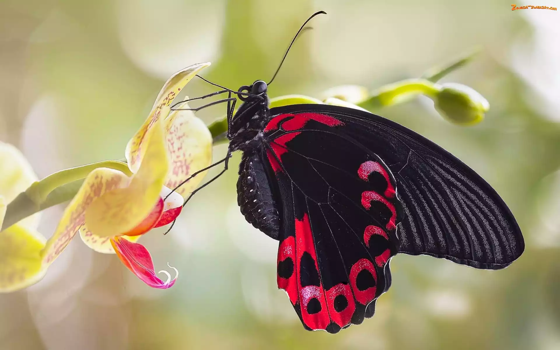 Makro, Czerwony Mormon, Czarny, Motyl, Papilio Rumanzovia, Storczyk