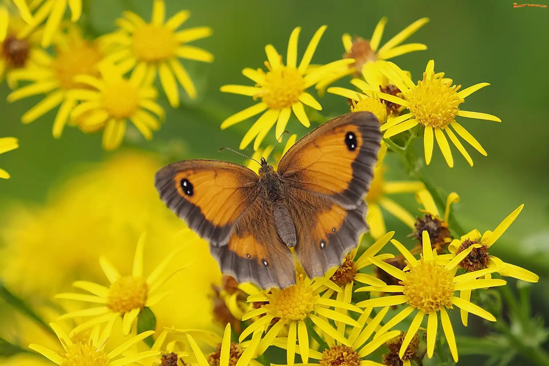 Strzępotek ruczajnik, Kwiaty, Motyl, Żółte