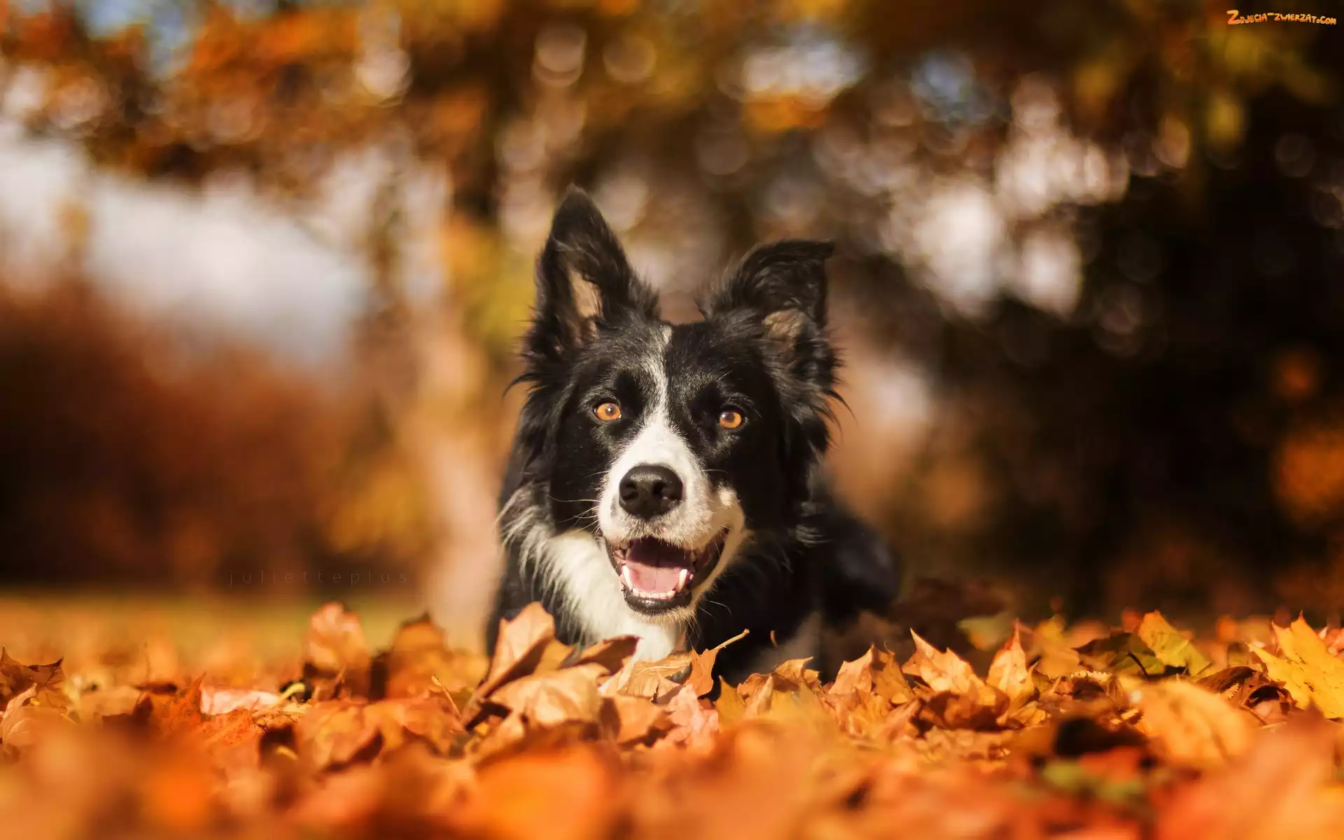 Suche, Bokeh, Border collie, Liście