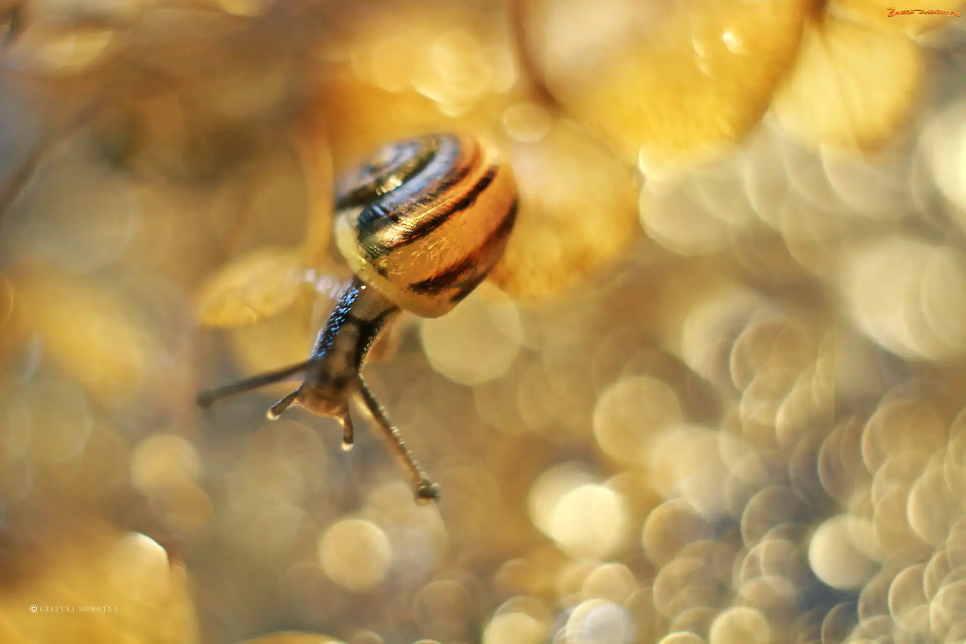 Suche, Bokeh, Ślimak, Rośliny