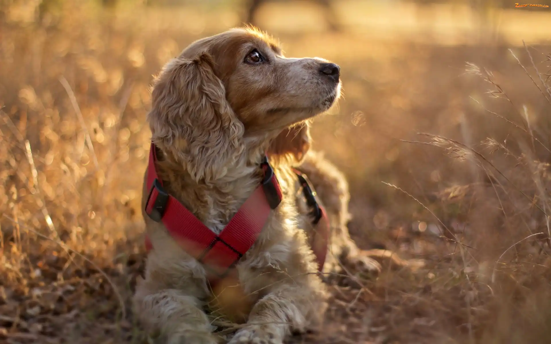 Suche, Cocker spaniel angielski, Pies, Trawy