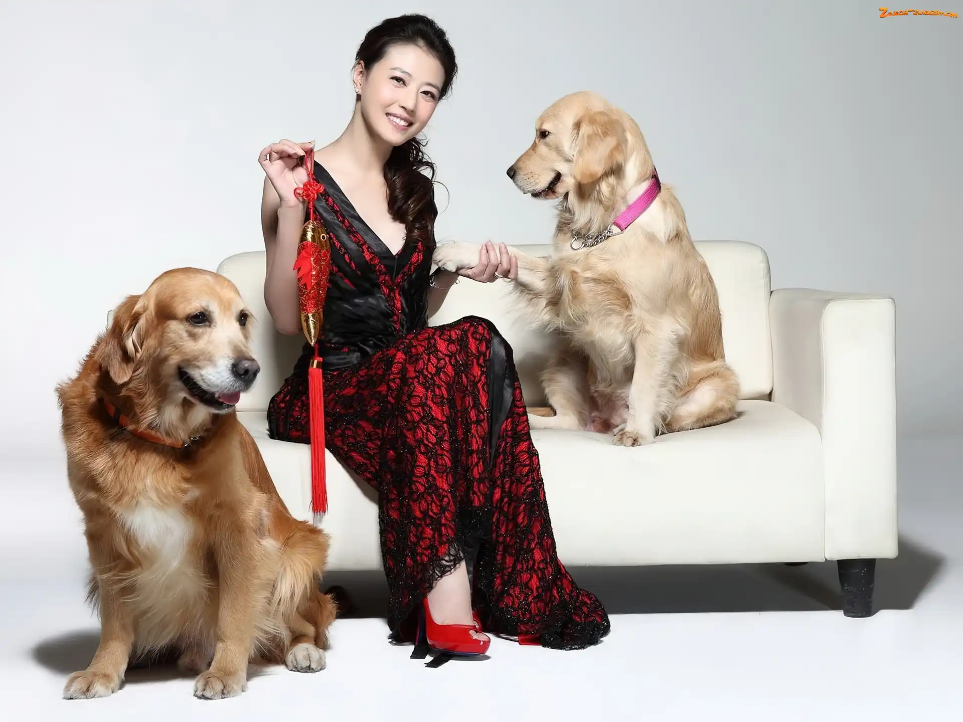 Czerwona, Dziewczyna, Sukienka, Golden, Retriever