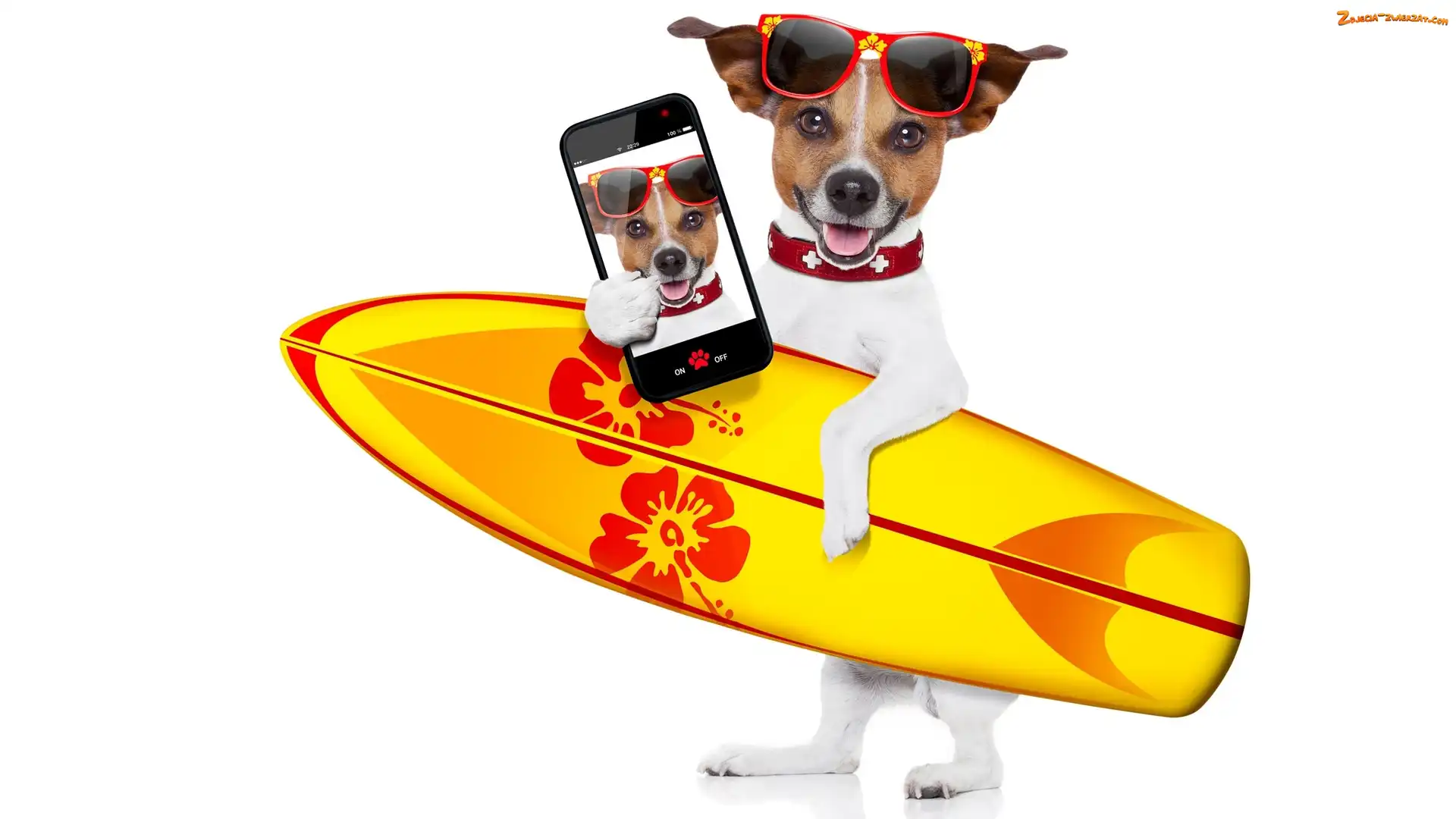 Deska surfingowa, Telefon, Jack Russell terrier, Okulary