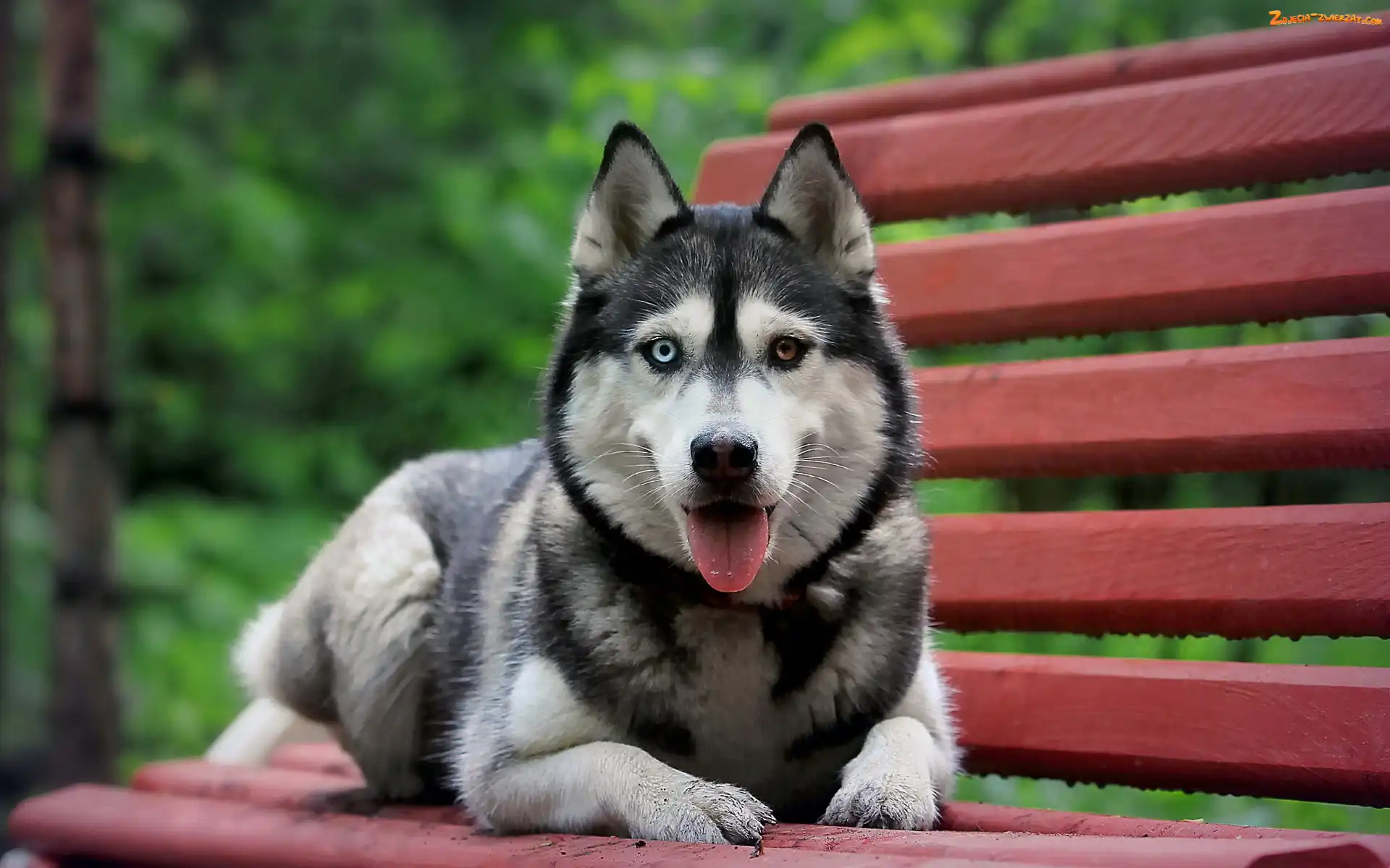 Ławka, Pies, Syberian Husky