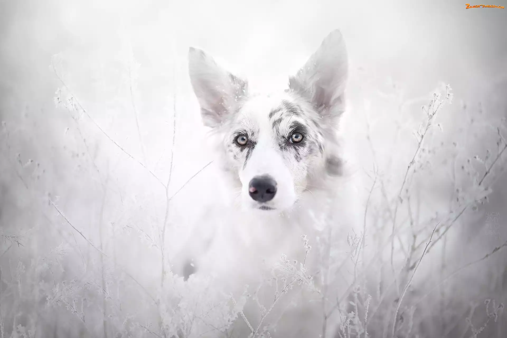 Szadź, Trawy, Border collie, Rośliny
