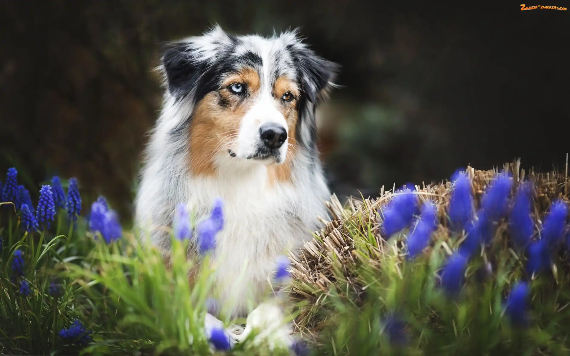 Szafirki, Owczarek australijski, Australian shepherd