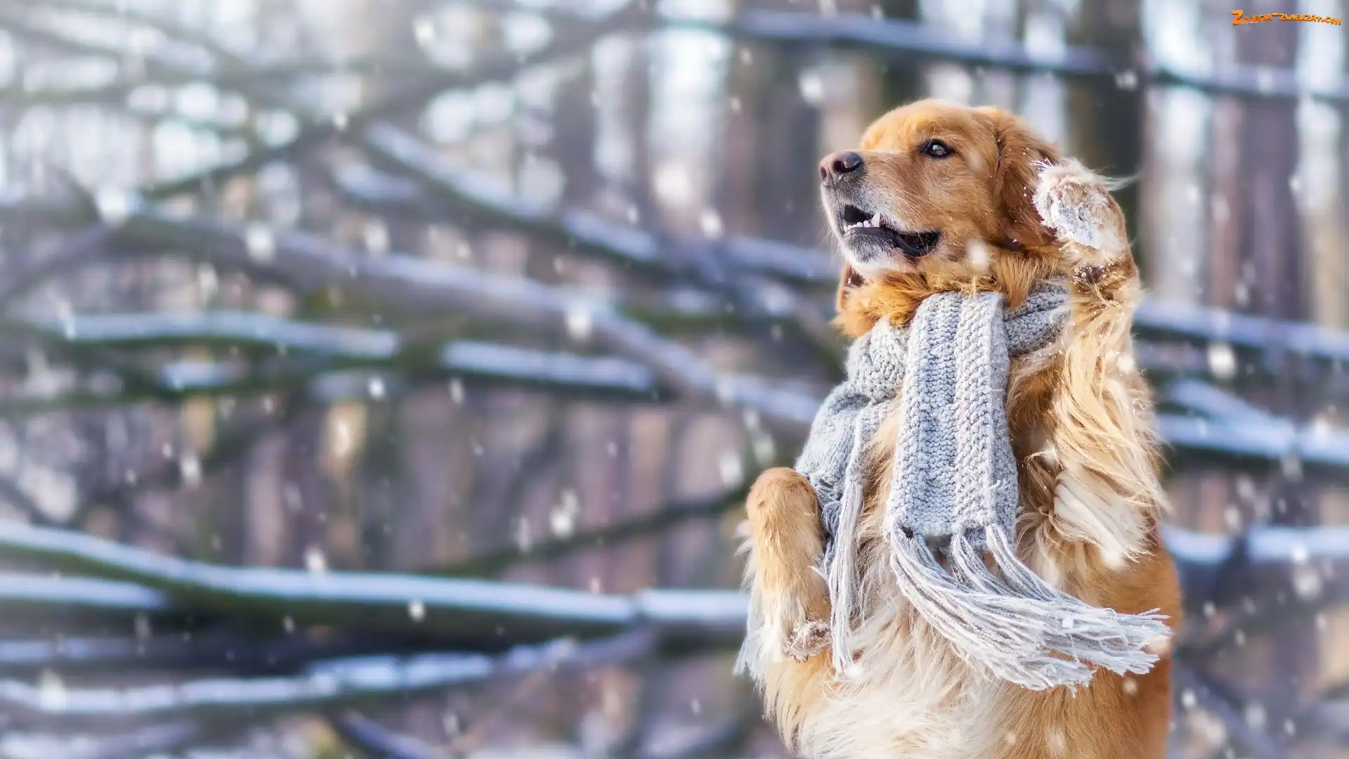 Szalik, Pies, Golden retriever