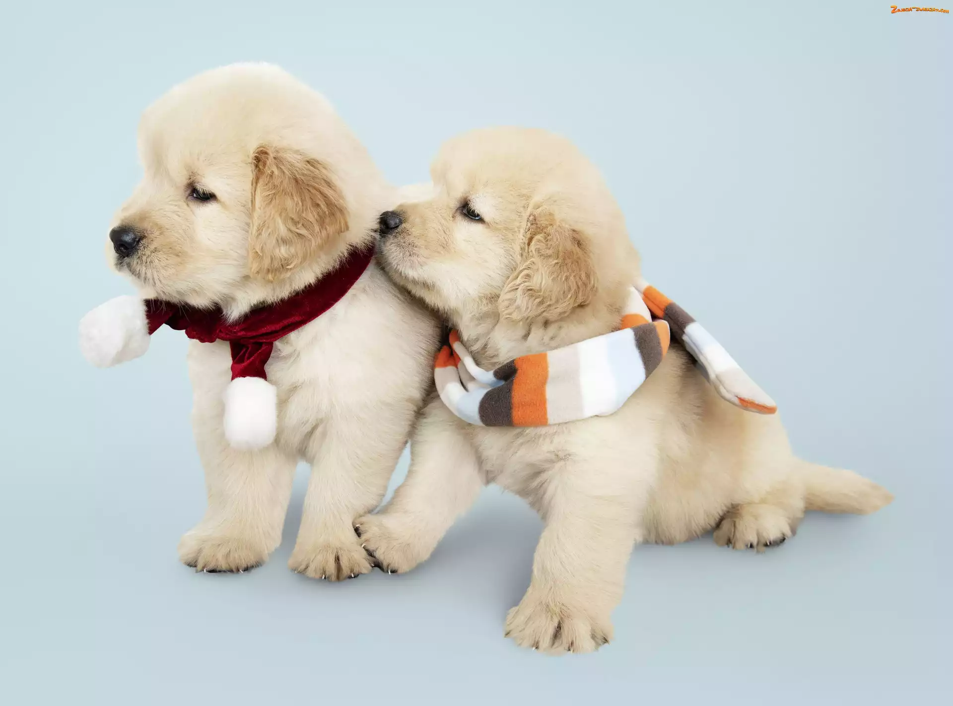 Szaliki, Kolorowe, Szczeniaki, Psy, Golden retriever