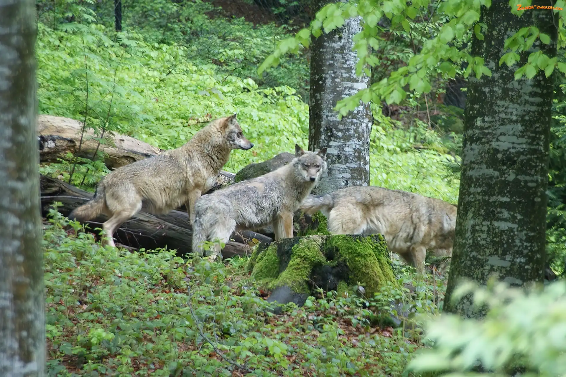 Las, Szare, Wilki