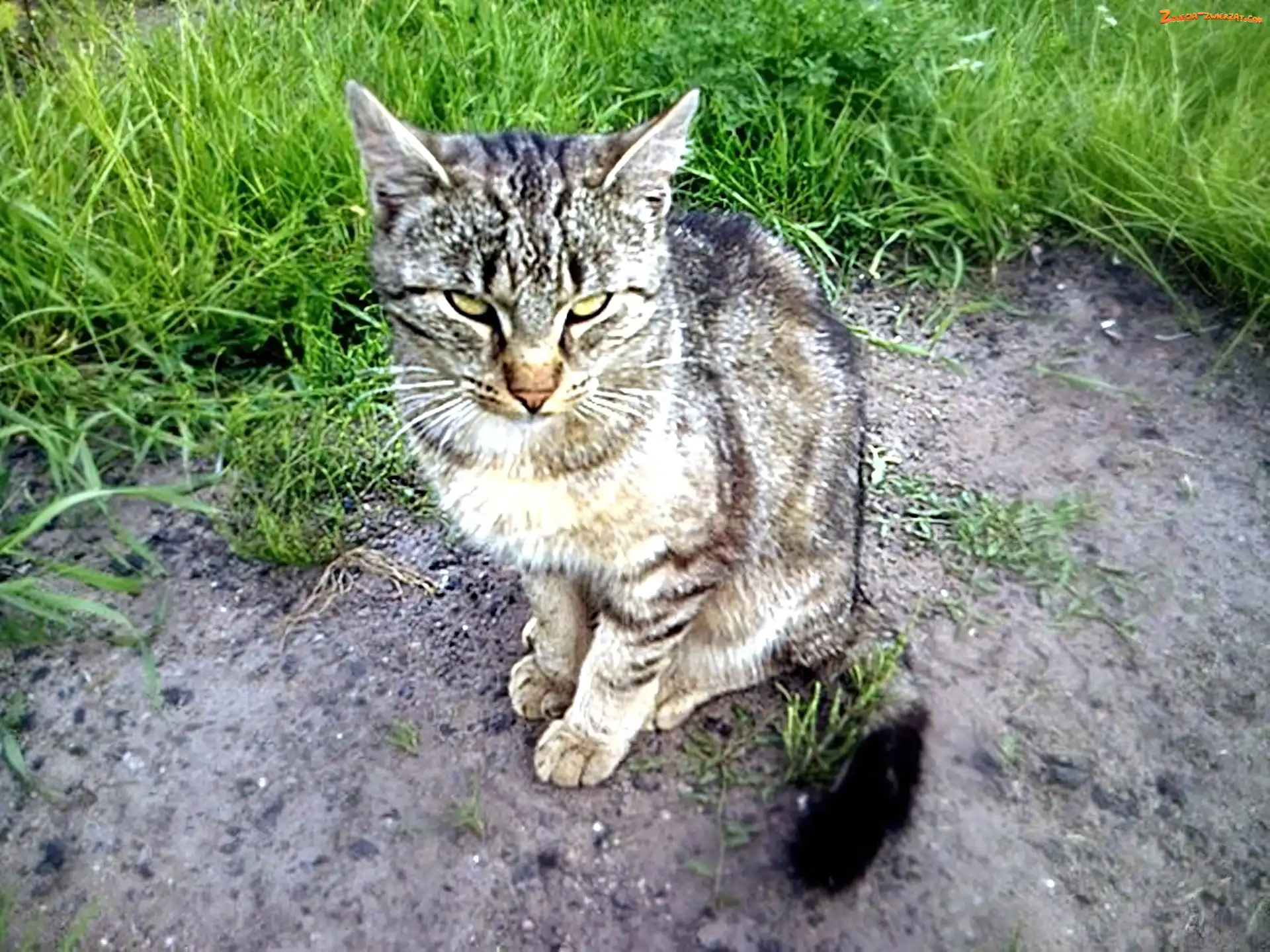 Dachowiec, Szary