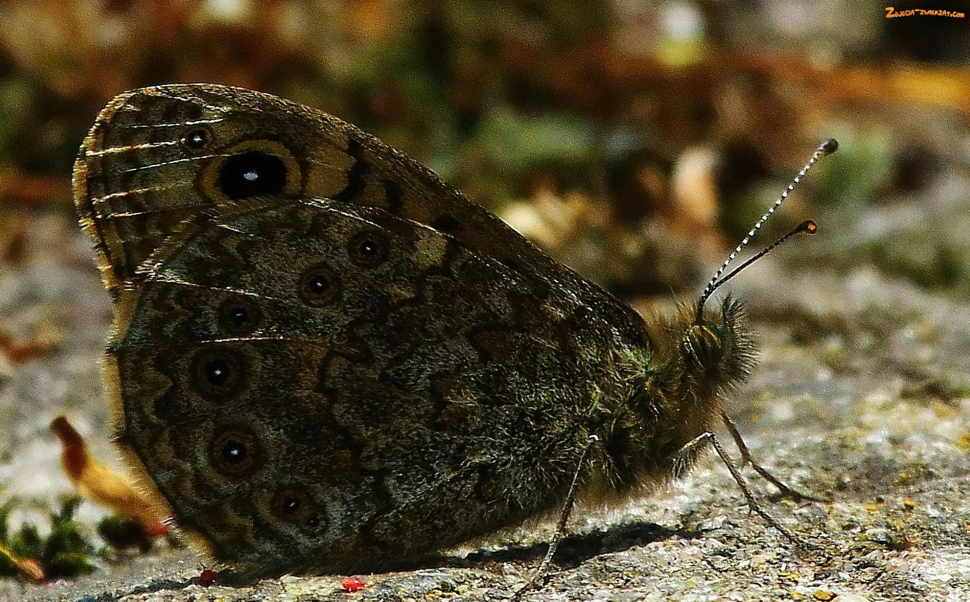 Motyl, Szary