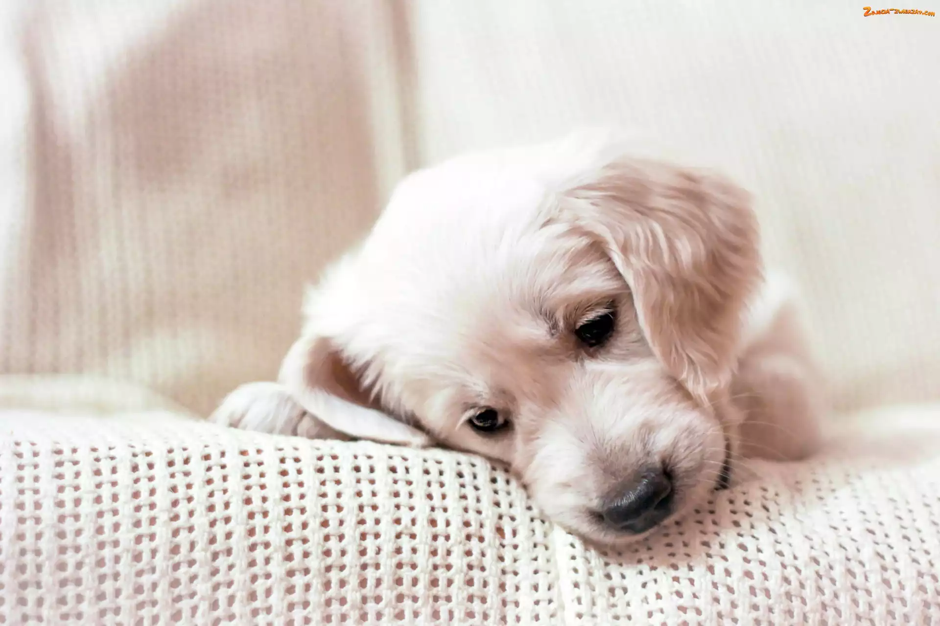 Szczeniaczek, Smutny, Golden Retriever