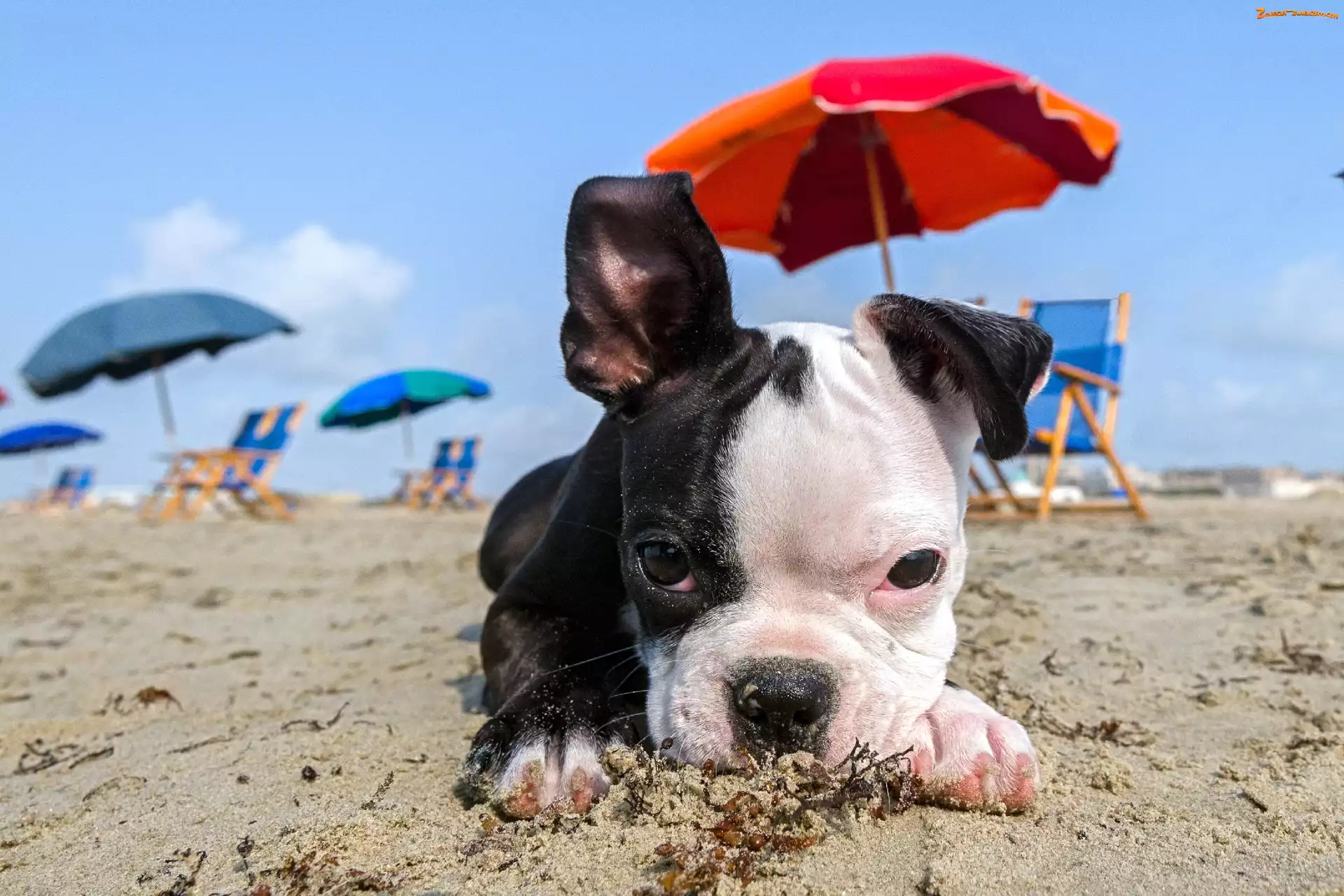 Plaża, Mops, Szczeniaczek, Parasole