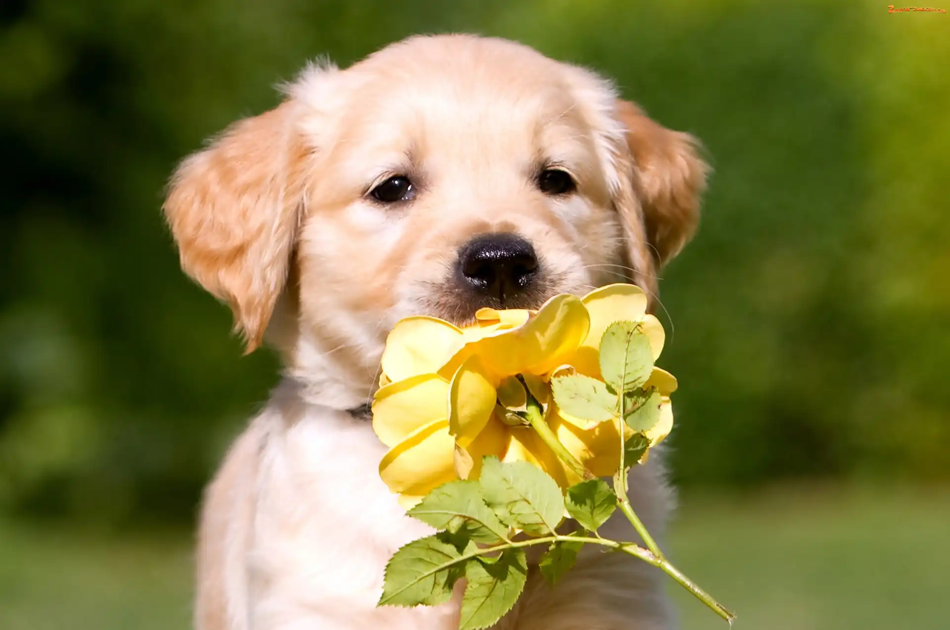 Róża, Żółta, Szczeniak, Pies, Golden retriever
