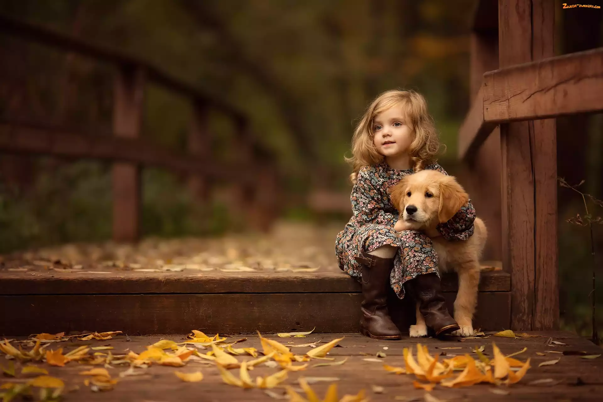 Jesień, Szczeniaczek, Dziewczynka, Most, Liście, Golden retriever, Przyjaciel