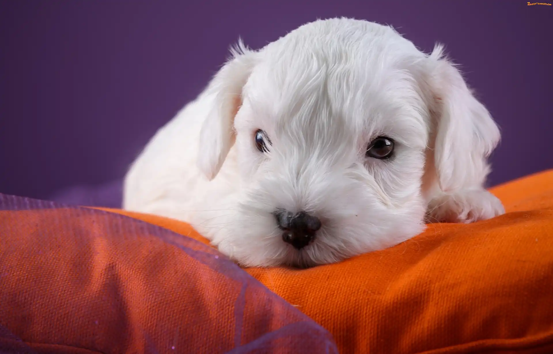 Szczeniaczek, Kanapa, Słodki, Sealyham terrier
