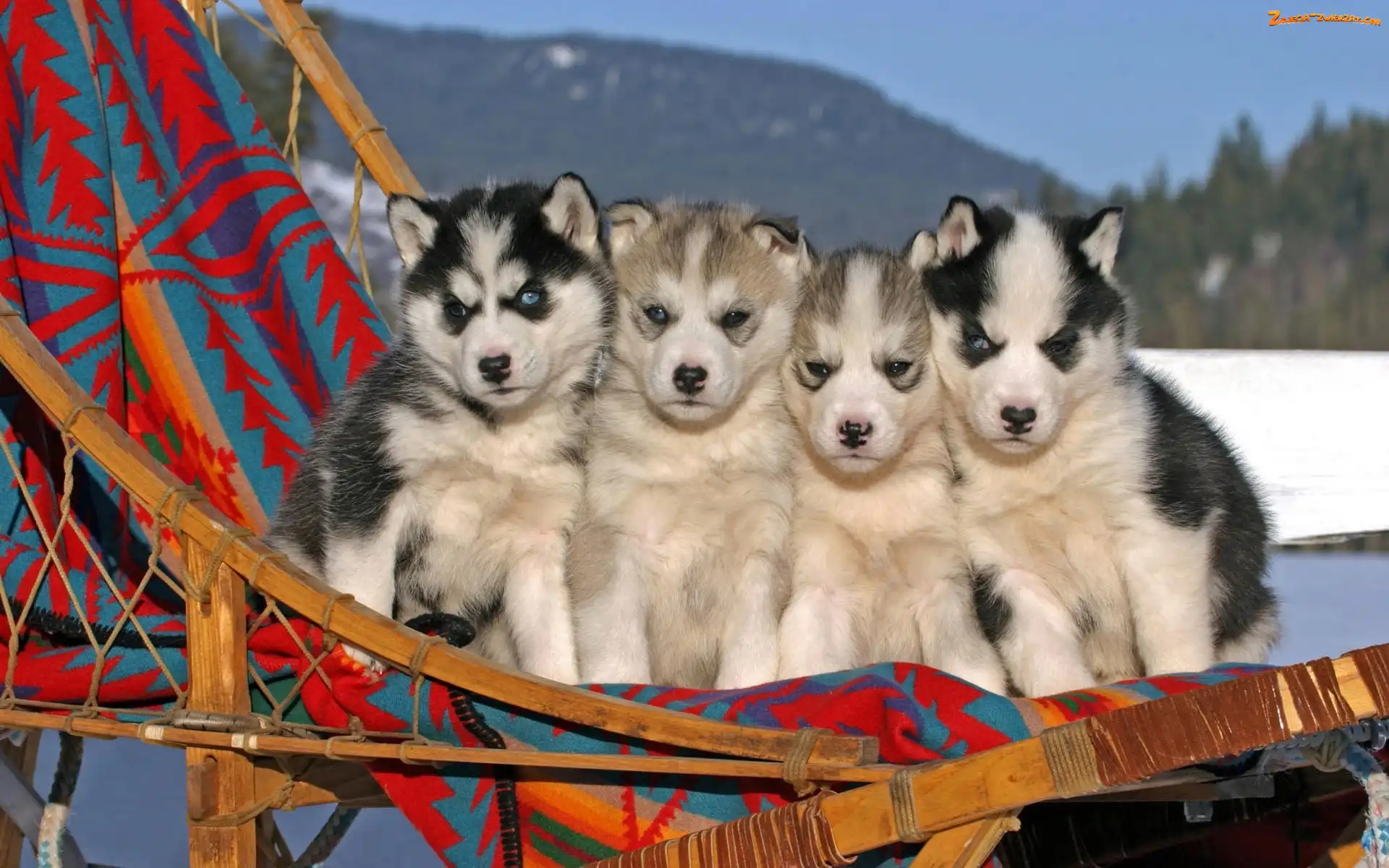 Szczeniaczki, Husky, Cztery, Leżak
