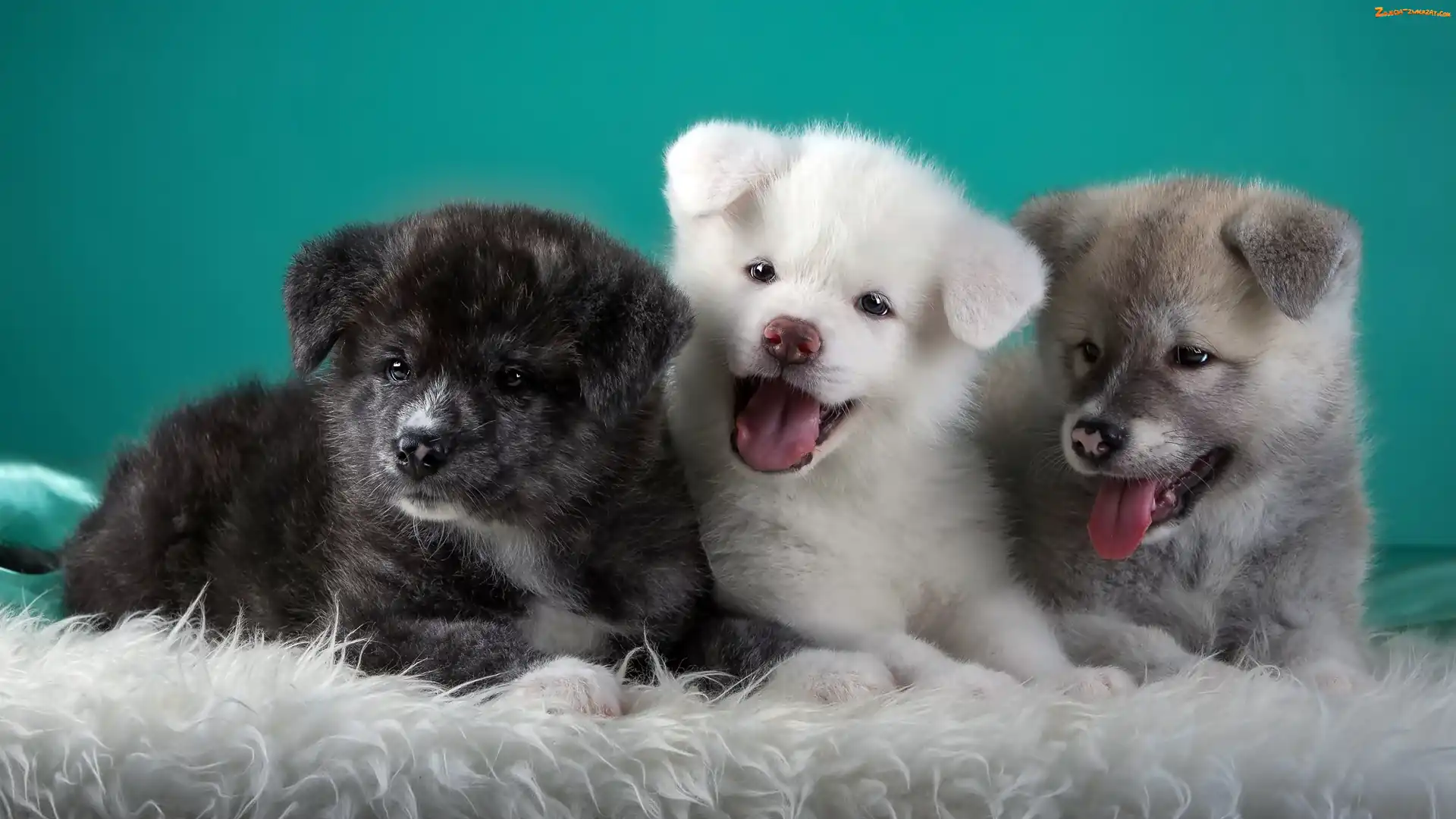 Szczeniaczki, Akita Inu, Słodkie