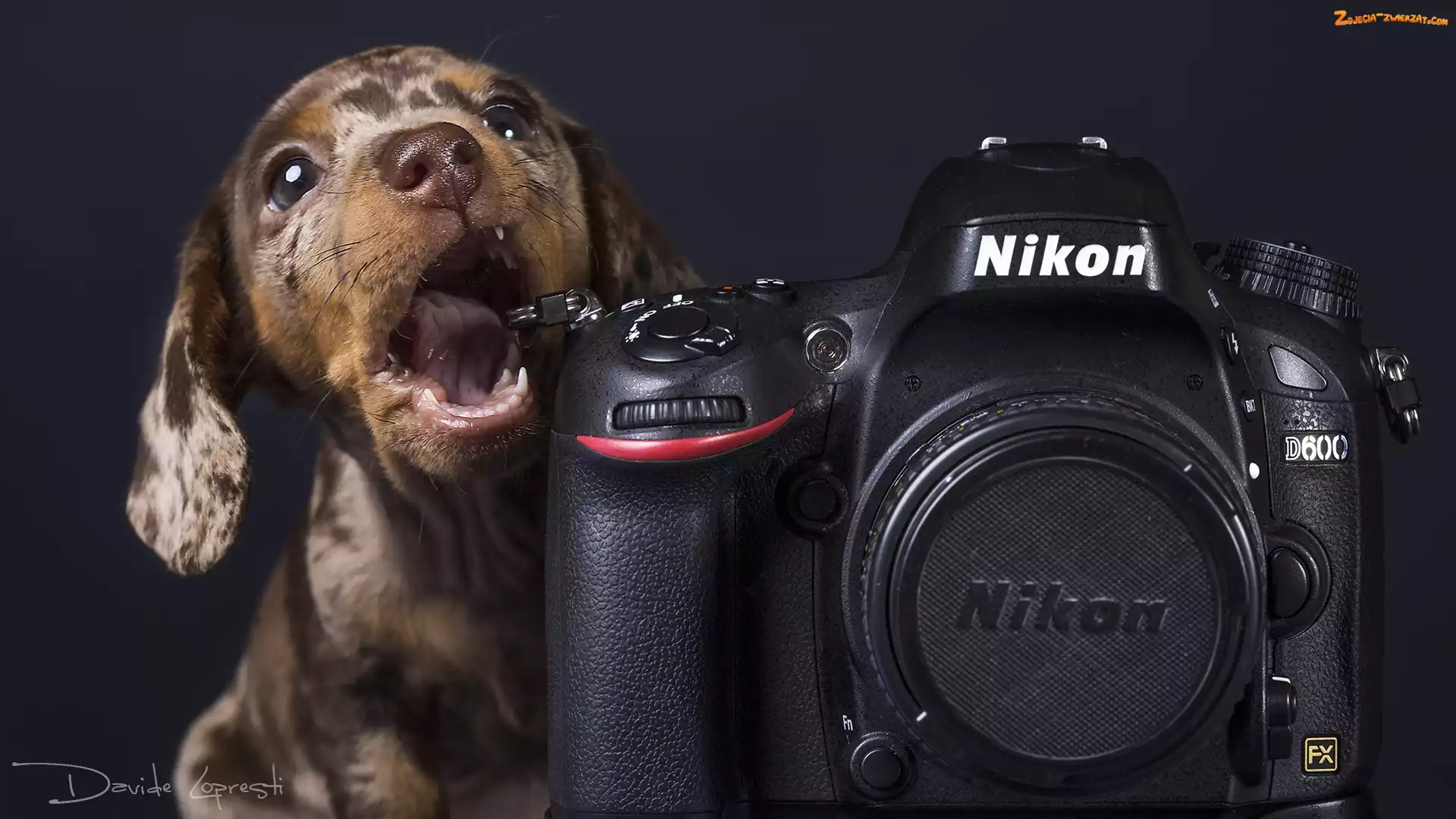 Szczeniak, Nikon, Jamnik krótkowłosy, Aparat fotograficzny