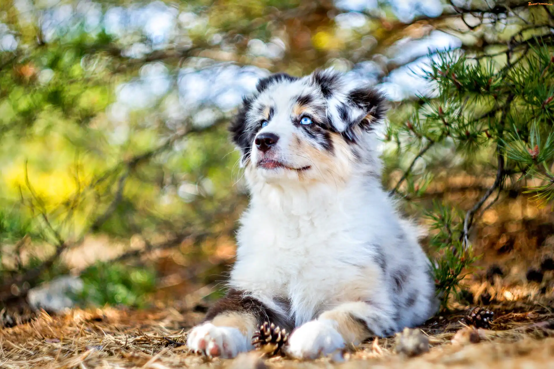 Szczeniak, Owczarek australijski-australian shepherd