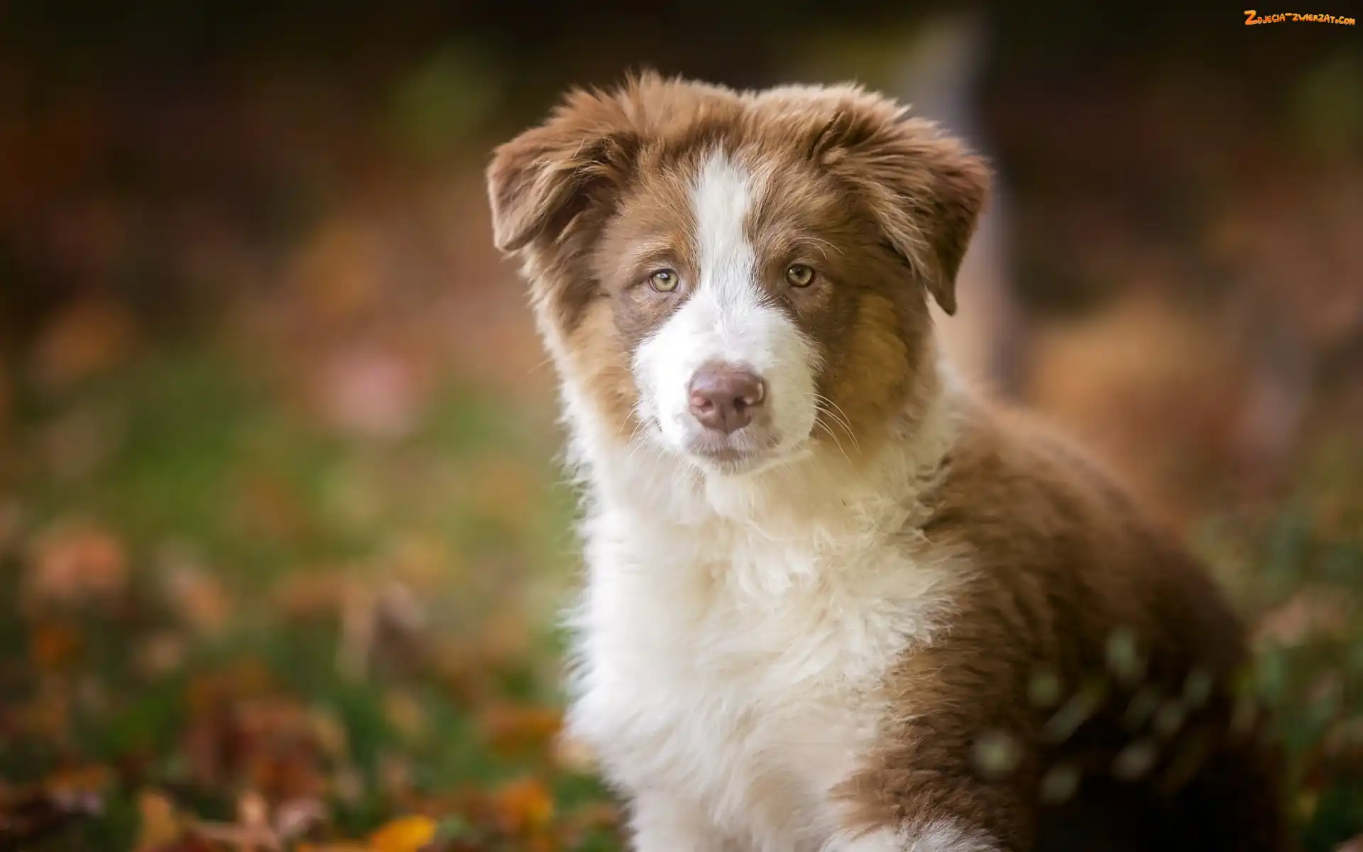 Szczeniak, Owczarek australijski-australian shepherd