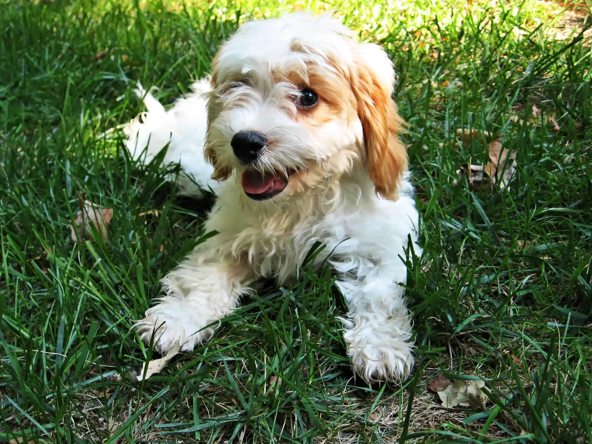 Szczeniak, Trawa, Biały, Cavapoo