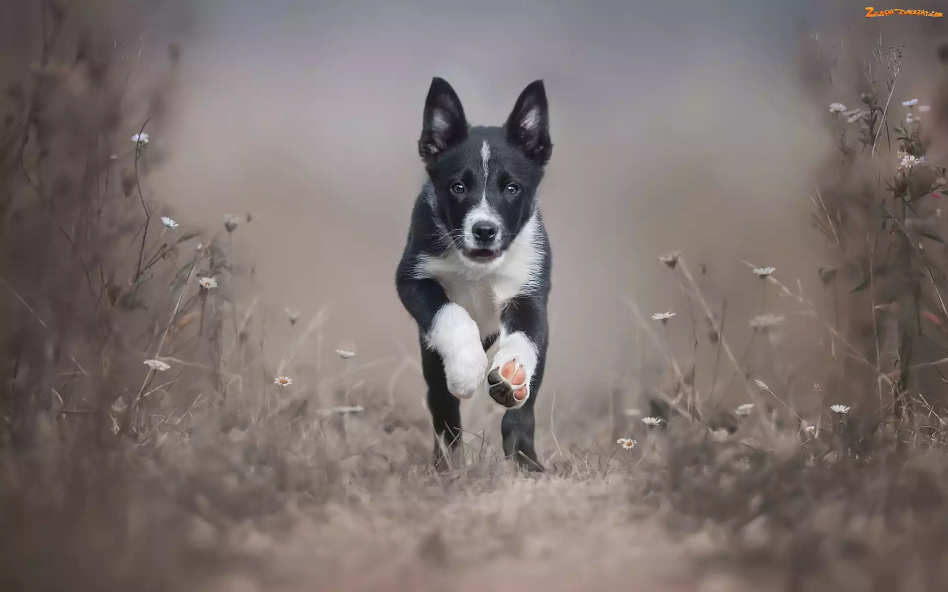 Szczeniak, Trawa, Biegnący, Border collie