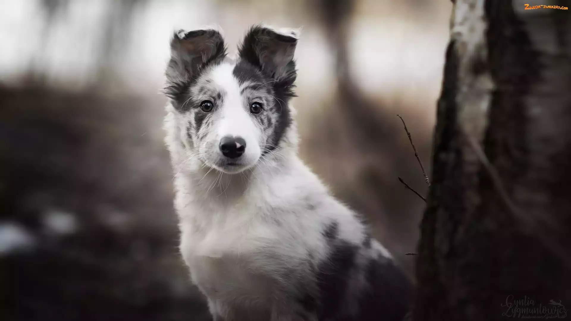 Szczeniak, Pies, Border collie