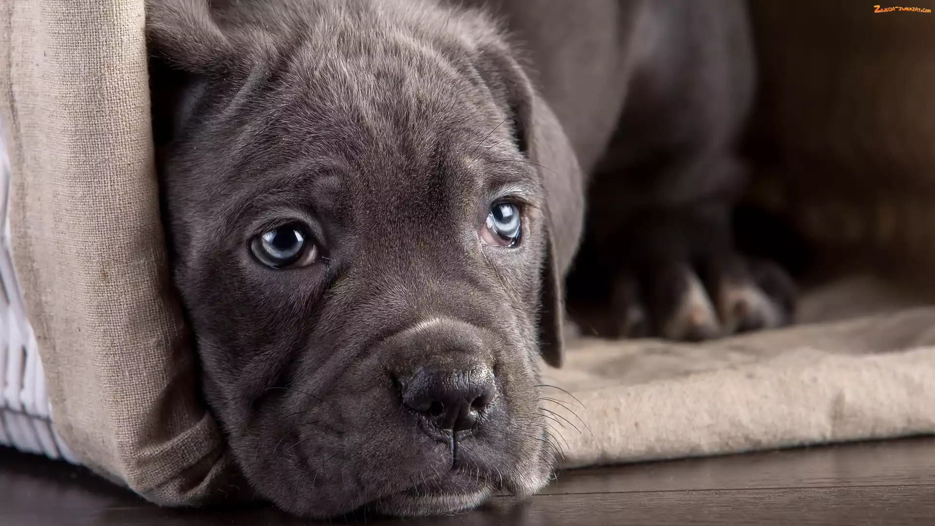Szczeniak, Legowisko, Pies, Cane corso