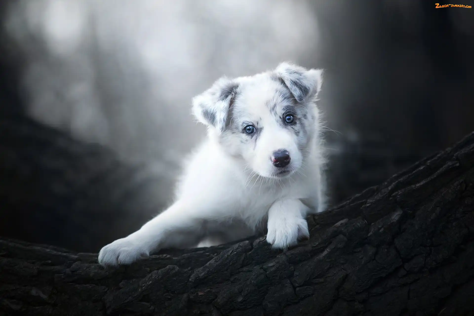 Drzewo, Szczeniak, Tło, Rozmyte, Border collie, Kora