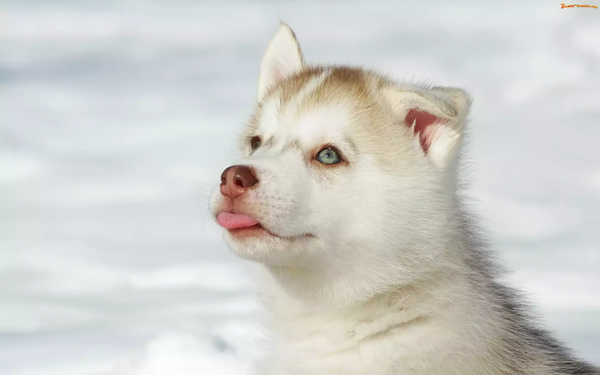 Szczeniak, Śnieg, Husky, Języczek
