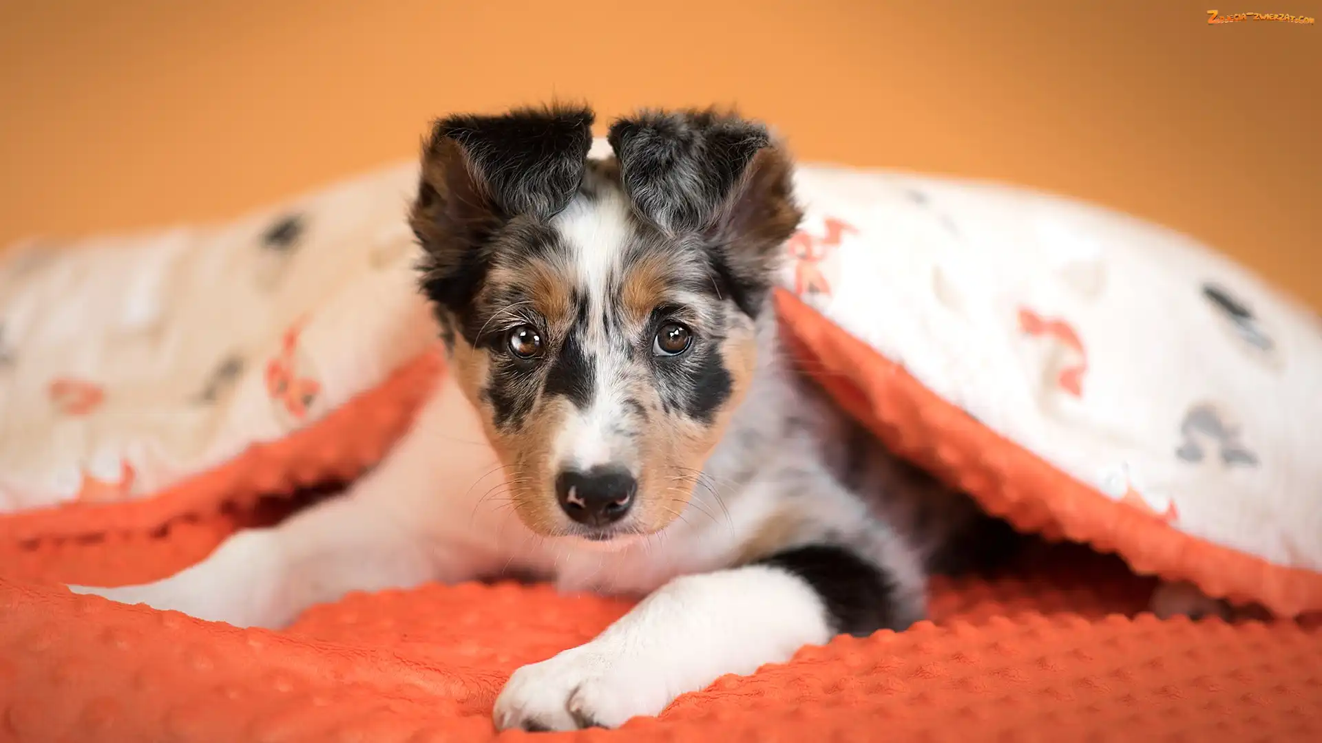 Szczeniak, Kołdra, Pies, Border collie