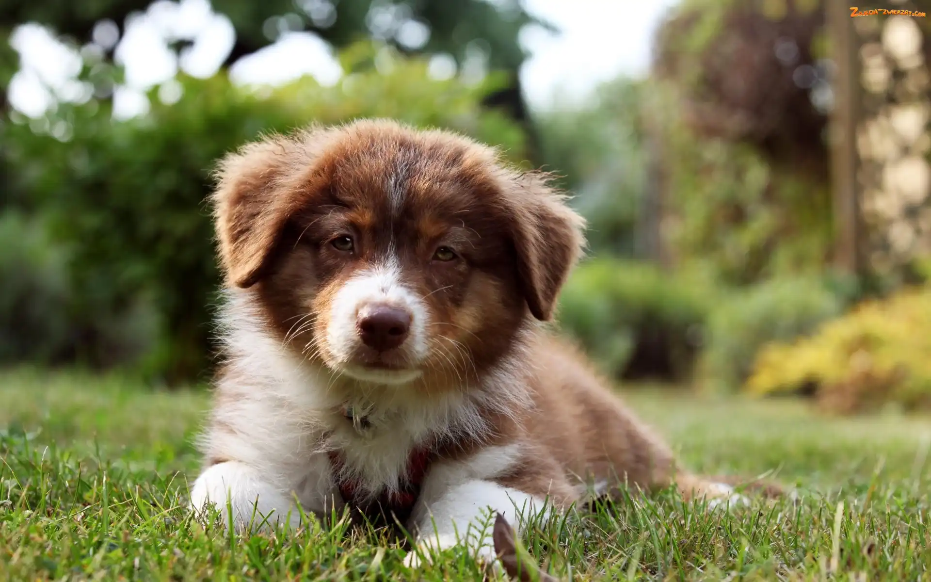 Szczeniak, Owczarek australijski-australian shepherd