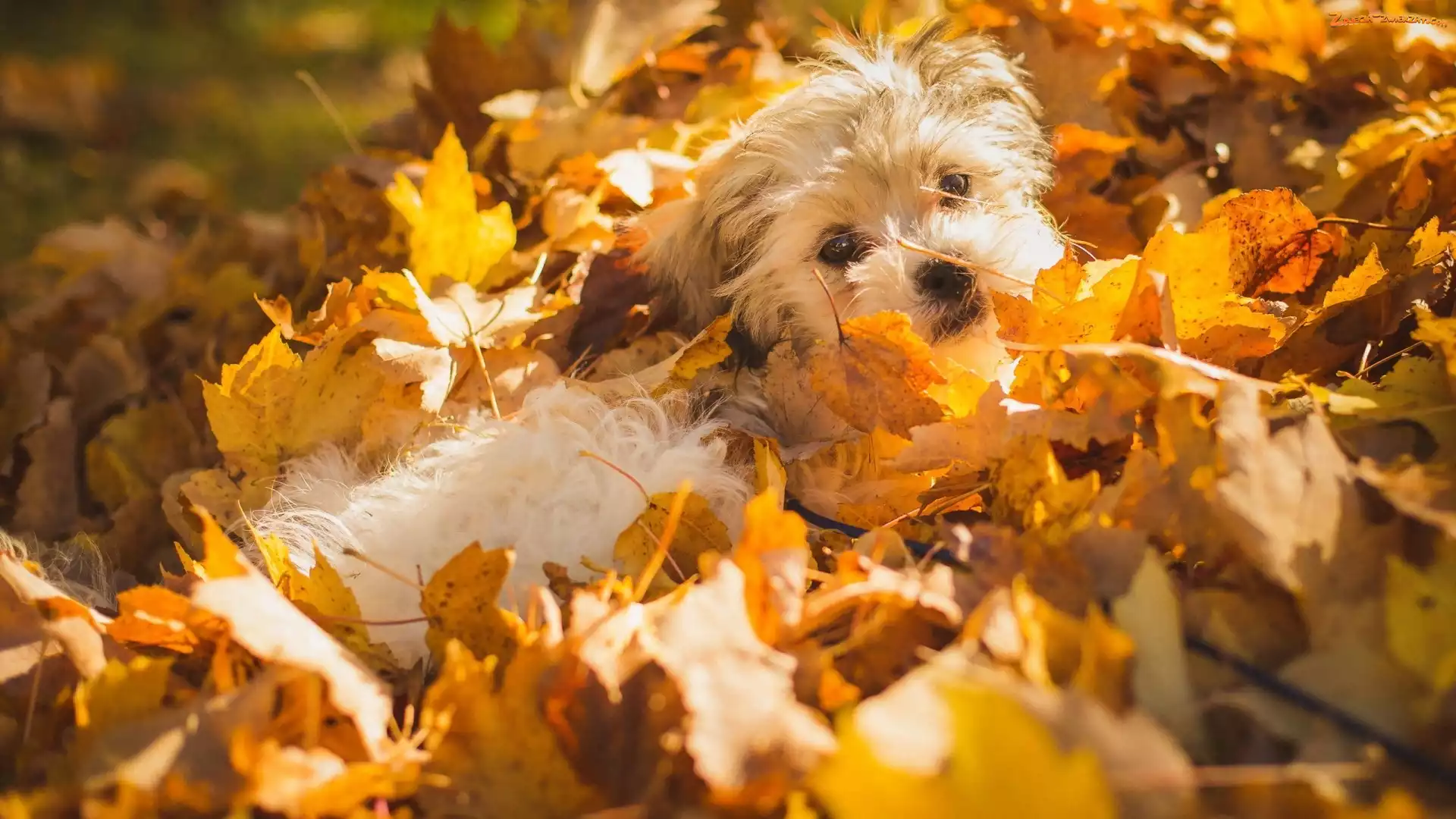 Szczeniak, Liście, Pies, Shichon
