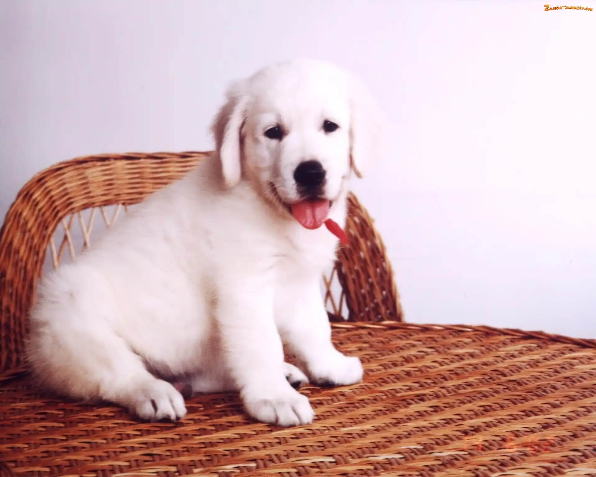 szczeniak, retriever, Pies, golden