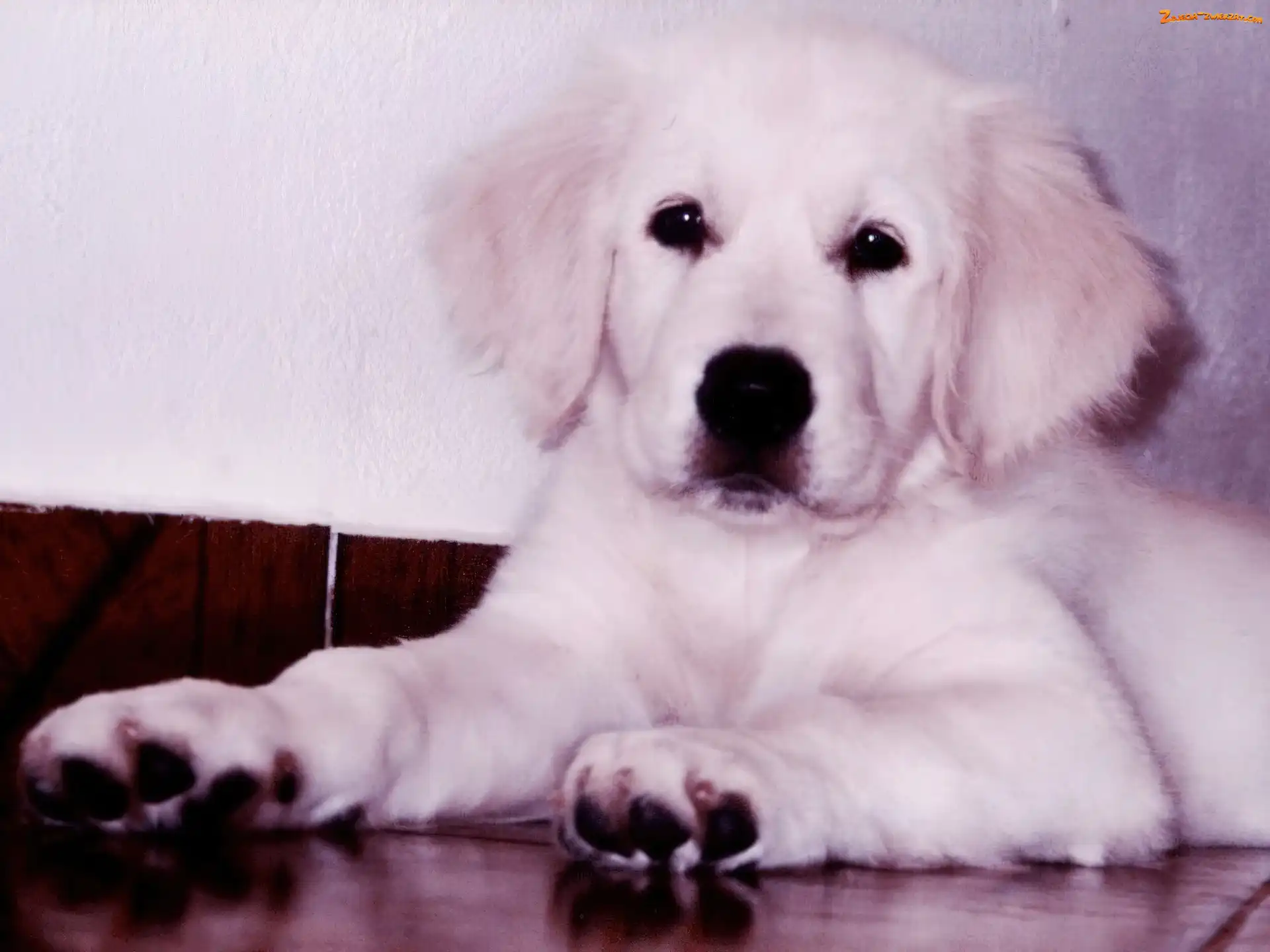 Pies, szczeniak, retriever, golden