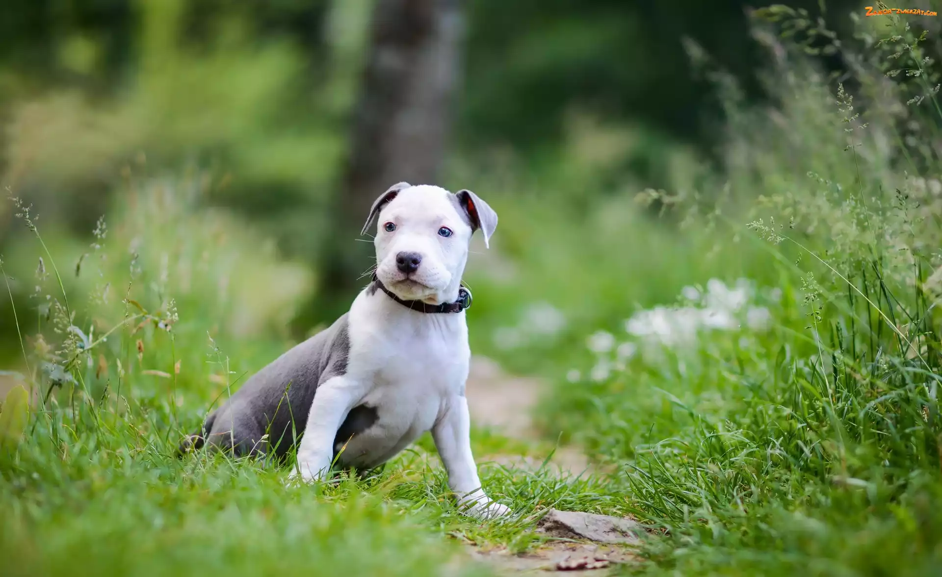 Szczeniak, American Staffordshire Terrier, Pies, Amstaff